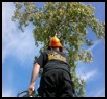 Tree and Hedge Care